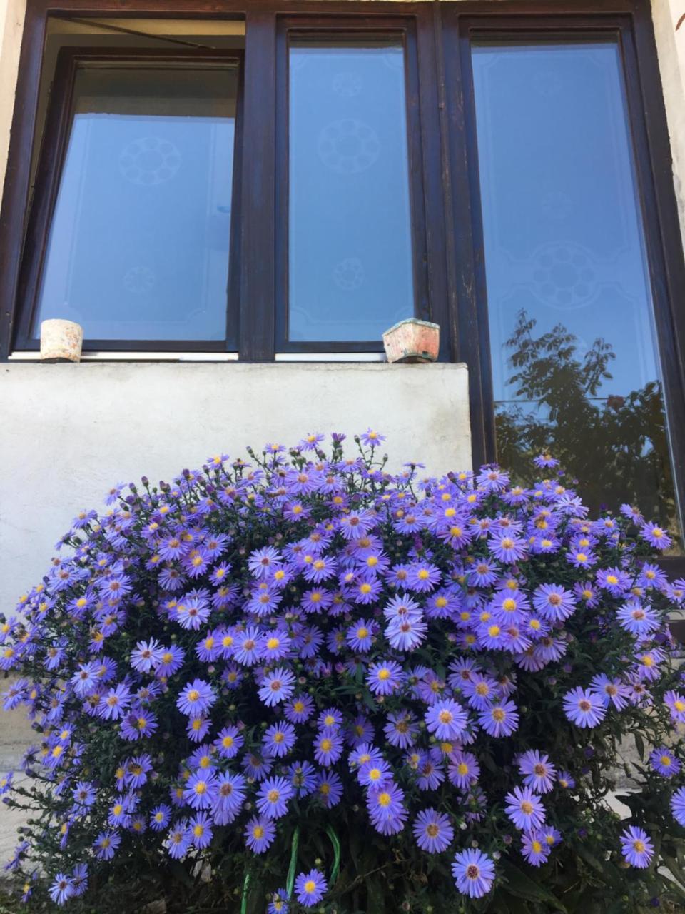 Ferienwohnung Zvezdica Bajina Basta Exterior foto